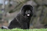 CHOW CHOW 764